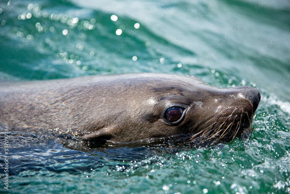 Obraz premium Cape Fur Seal