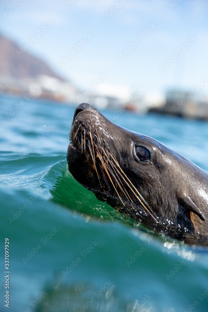 Fototapeta premium Cape Fur Seal