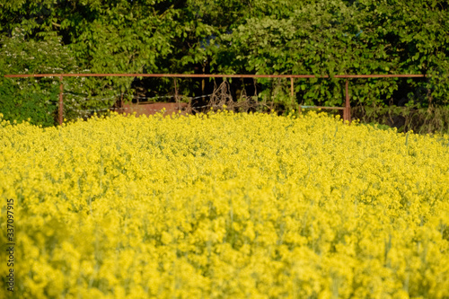 Rapeseed blossom in garden in spring. Blooming siderat rapeseed.