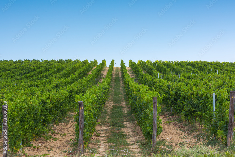 green vineyard hill in Tuscany