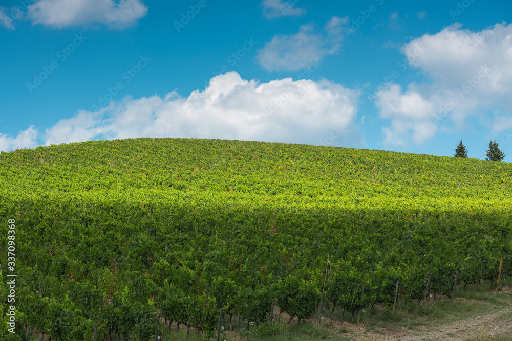 green vineyard hill in Tuscany