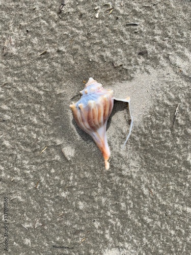 фотографія Knobbed whelk shell on the beach