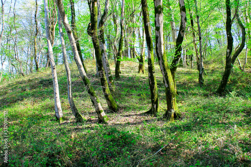 LARGE TREES WITH MOSS AND GREEN LEAVES GROW IN A FOREST grove IN A GLAND IN THE RAYS OF THE SUN