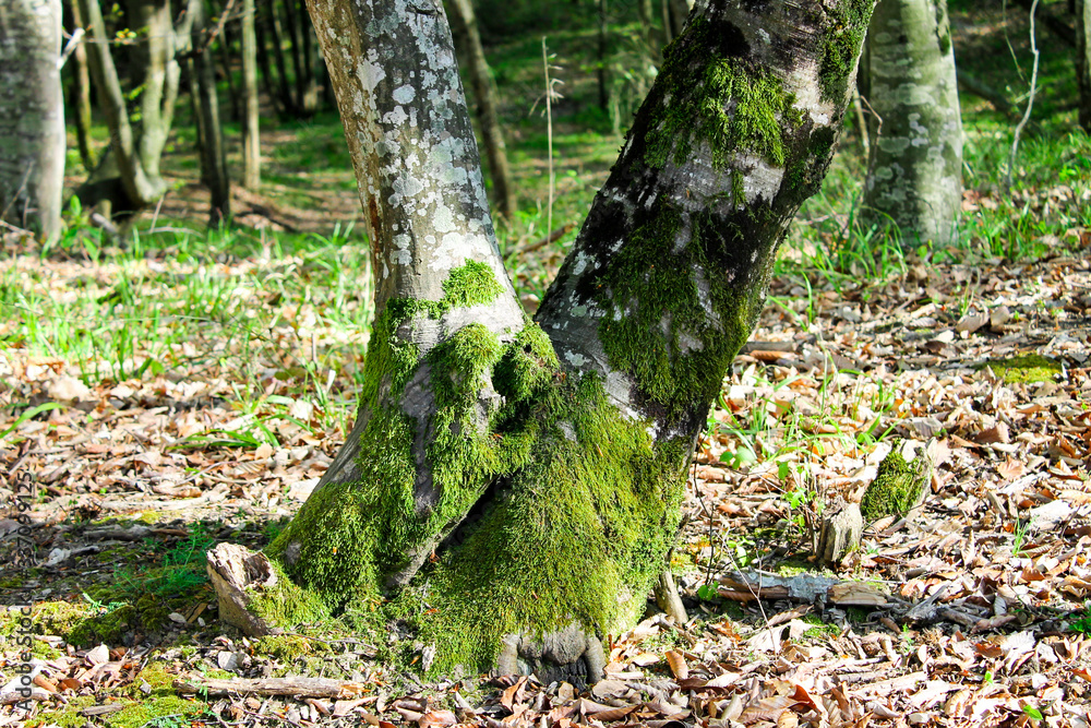 LARGE TREES WITH MOSS AND GREEN LEAVES GROW IN A FOREST grove IN A GLAND IN THE RAYS OF THE SUN
LARGE TREES WITH MOSS AND GREEN LEAVES GROW IN A FOREST grove IN A GLAND IN THE RAYS OF THE SUN