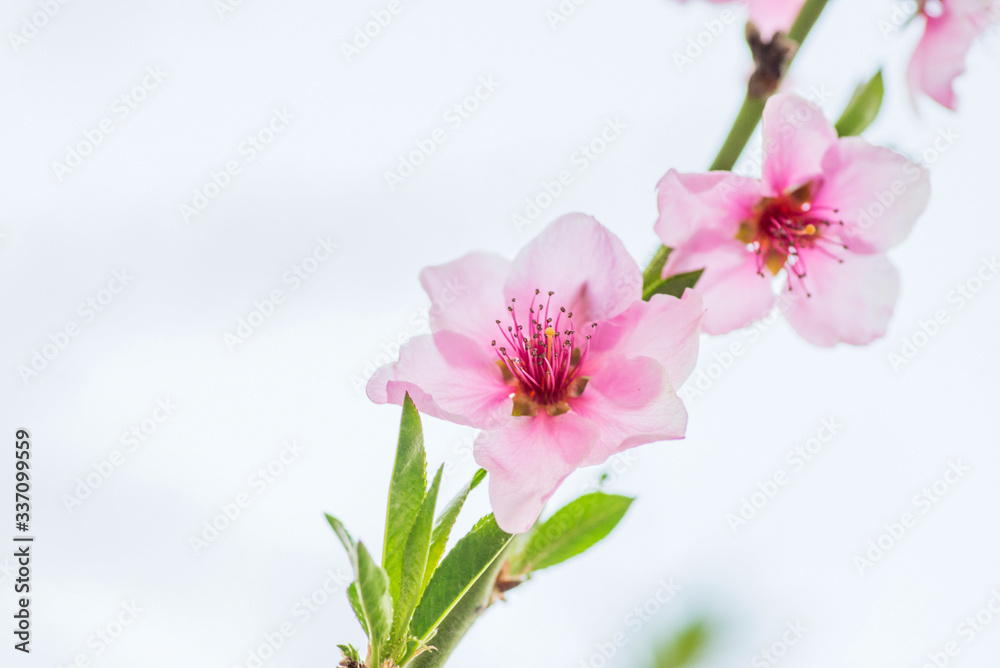 Peach blossom in spring. Peach flower blooming in the garden, closeup Peach blossom in spring. Peach flower blooming in the garden, closeup
