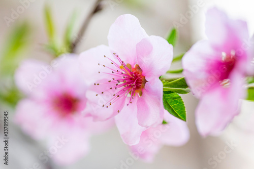 Peach blossom in spring. Peach flower blooming in the garden, closeup