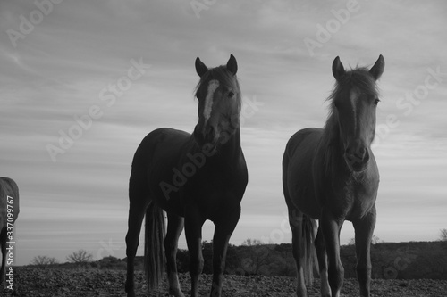 Rustic vintage style horse farm scene with young horses in black and white, sky background
