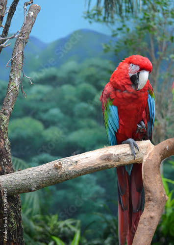 Canvas Print red and blue macaw