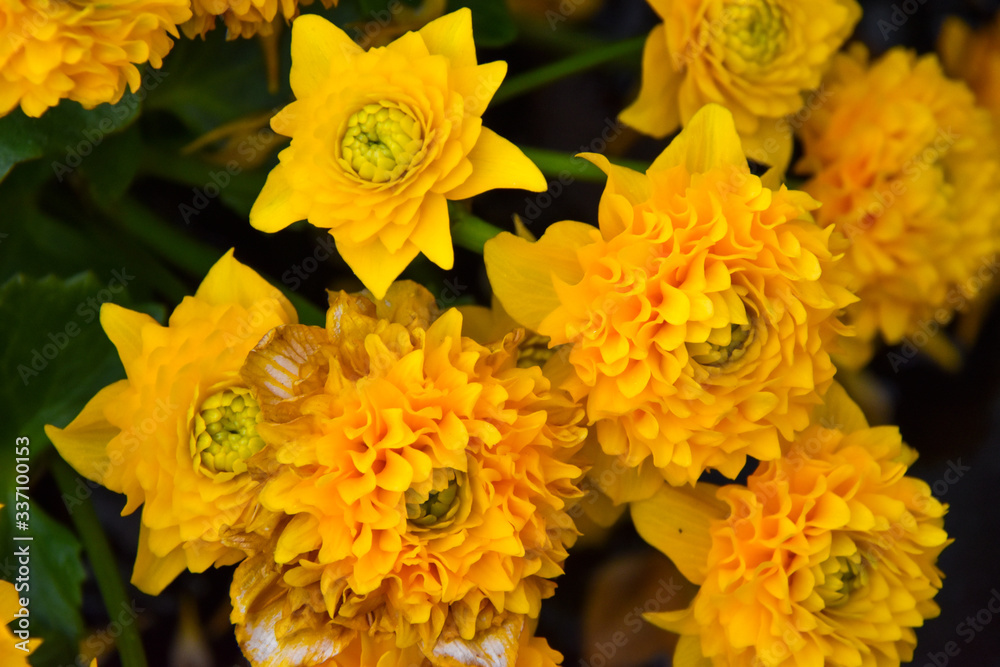 Caltha palustris multiplex Caltha palustris multiplex
