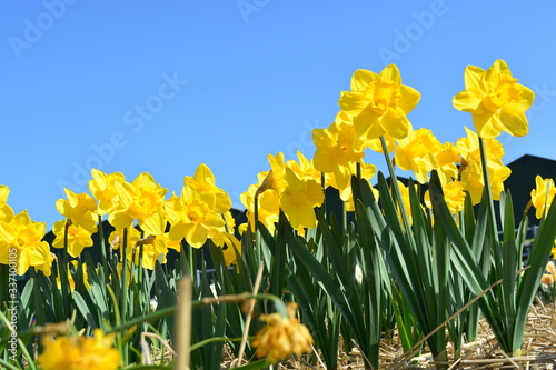 yellow queen beatrix daffodils in spring in holland