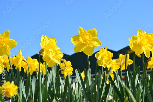 Fototapeta Naklejka Na Ścianę i Meble -  yellow queen beatrix daffodils in spring in holland
