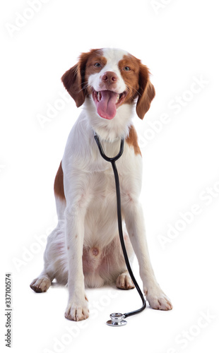 Brittany spaniel with a stethoscope