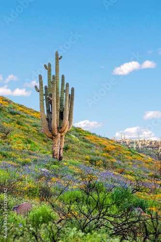 Saguaro Cactus and Wildflowers on Arizona Desert Mountainside. Desert in Bloom
