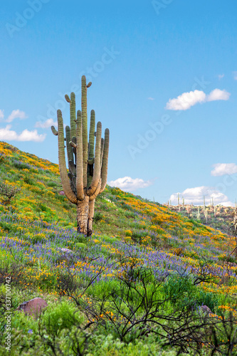 Saguaro Cactus and Wildflowers on Arizona Desert Mountainside. Desert in Bloom © Monica Lara