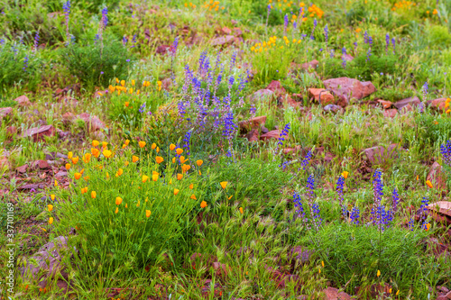 Orange California Poppies and Purple Lupines in Bloom