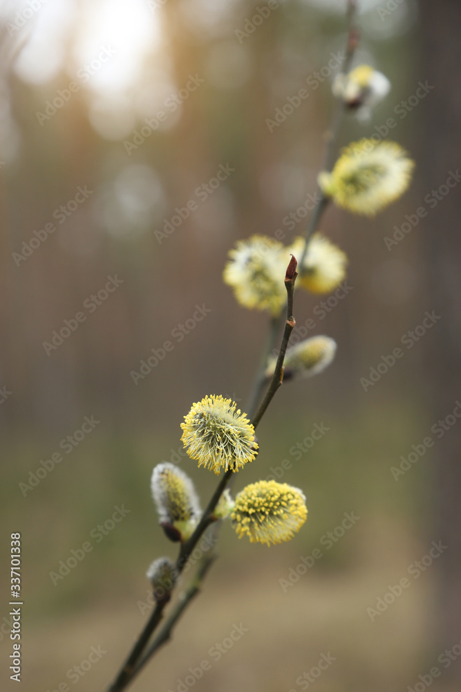 willow branch in spring willow branch in spring