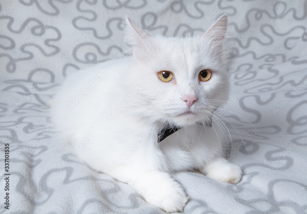 Beautiful white Angora cat. Fluffy and big pet.