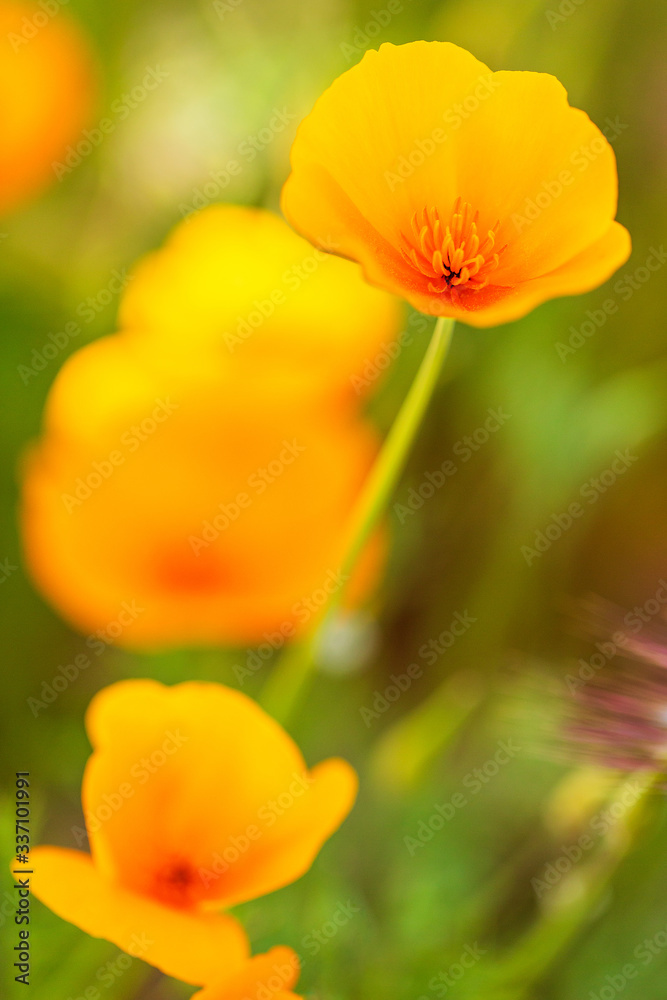 Orange California Poppy Flower in a Field Close-up Orange California Poppy Flower in a Field Close-up
