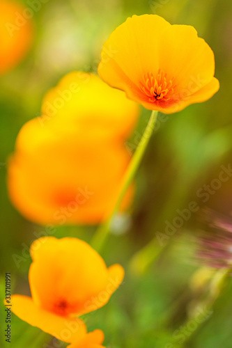 Orange California Poppy Flower in a Field Close-up