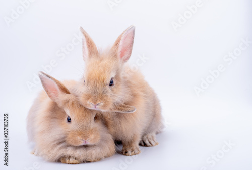 Two little brown rabbit with long ears look relax and stay isolated on white background.
