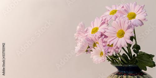 pink chrysanthemums with yellow core on a pink background