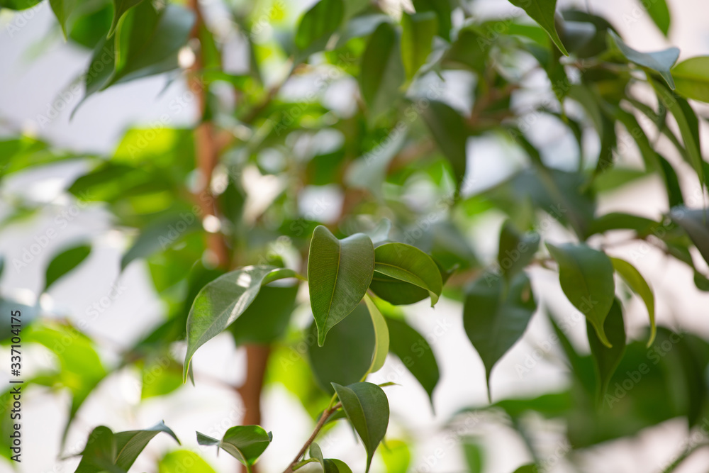 Blurred background of green leaves of ficus benjamin, selective focus