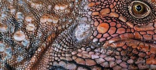 Face close up of a Green Iguana showing individual scales
