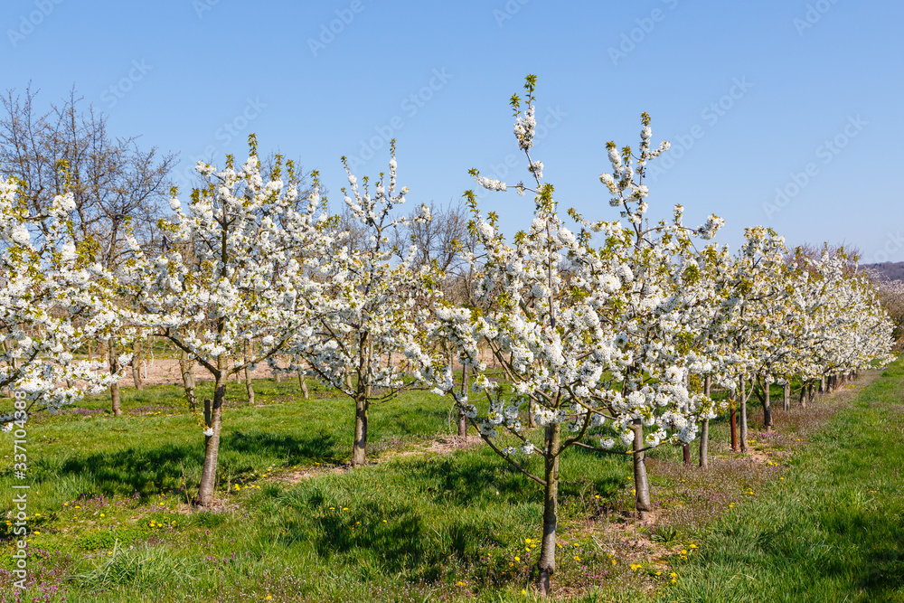 Kirschblüte in Wiesbaden-Frauenstein. 06.04.2020.