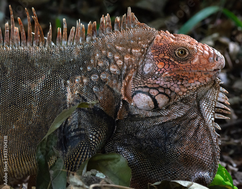 Head and forearms side of Face close up of a Green Iguana showing individual scales with thoat flap extended
