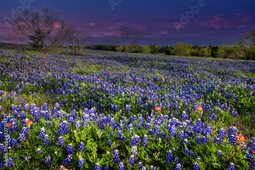 Bluebonnet filled Meadow near Ennis, Texas © brent coulter