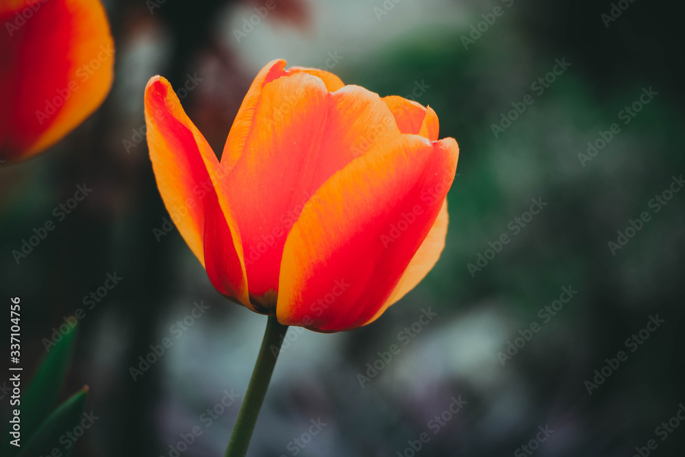 orange Tulpe