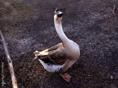 lakeview goose