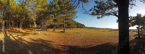 Pine forest on the Galician coast in northern Spain