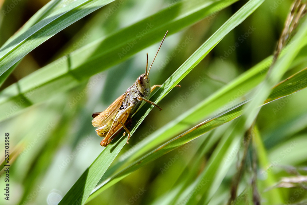 Grasshopper is sitting on a green grass in the field. Grasshopper is sitting on a green grass in the field.