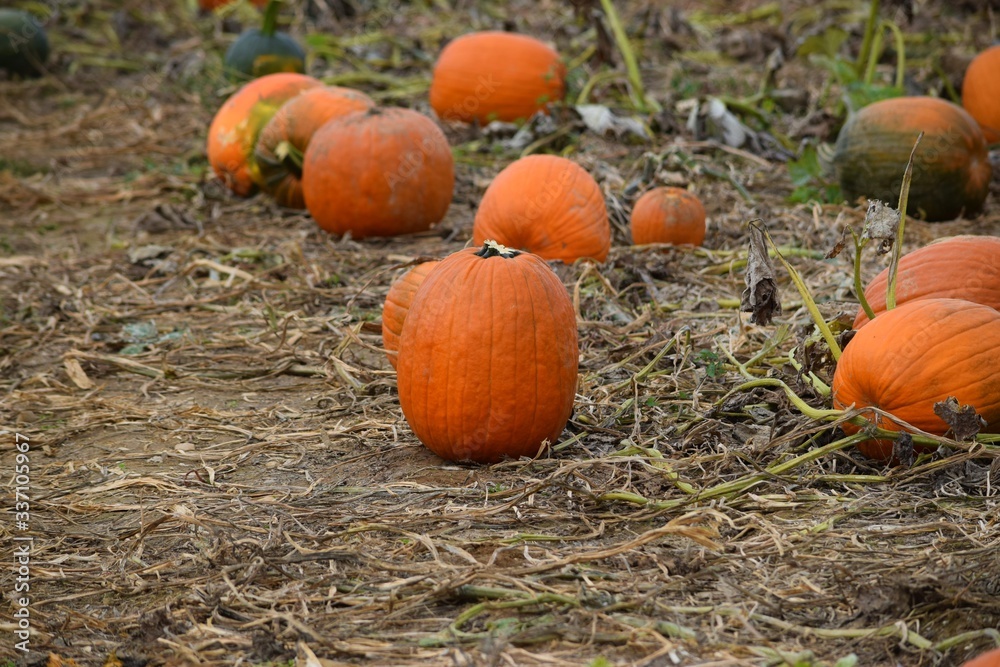 Fototapeta premium pumpkins on a field
