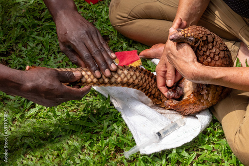 Pangolin Rescue in Cameroon
