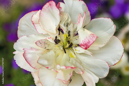 la blanche du jardin