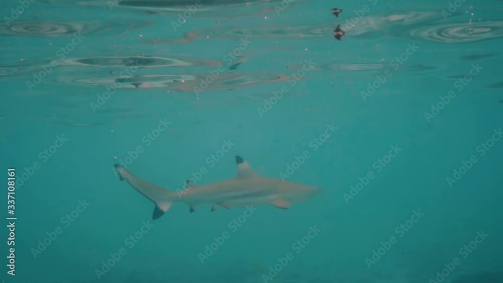 A lone Black Tip Reef Shark swimming in open water by the surface of the waves - slow motion A lone Black Tip Reef Shark swimming in open water by the surface of the waves - slow motion