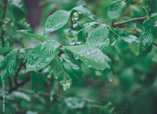 rain drops on leaves