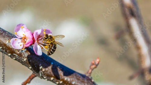 Bee on apricot flower