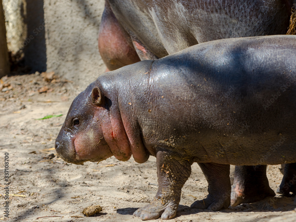 Pygmy hippo baby in the spring sunshine Pygmy hippo baby in the spring sunshine