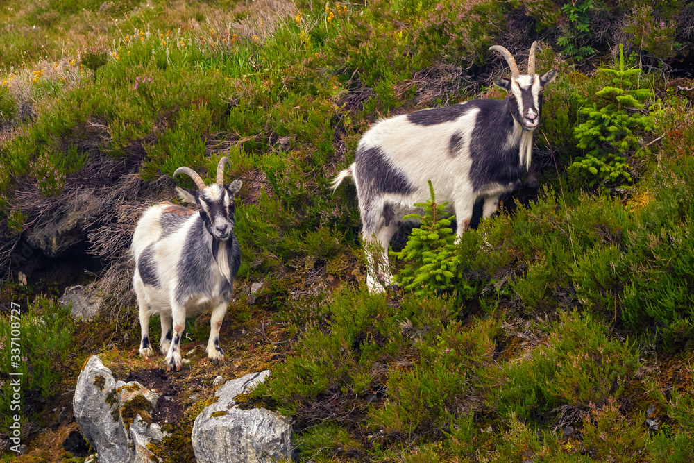 Domestic goat grazing on the grass, Norway