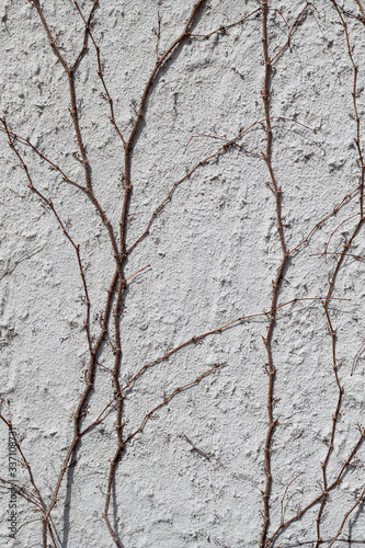 Texture of Vines on Stucco