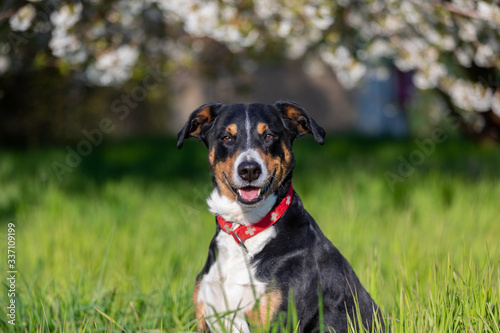 Appenzeller Sennenhund in a field on nature. Portrait of a pet. Cherry Blossom