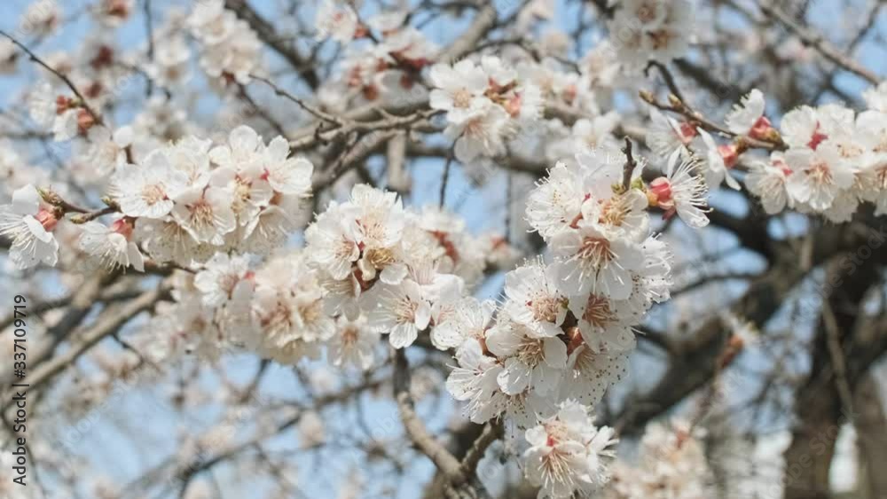 Flowering apricot in the spring. Beautiful spring sunny floral backround, closeup. 4K video footage Flowering apricot in the spring. Beautiful spring sunny floral backround, closeup. 4K video footage