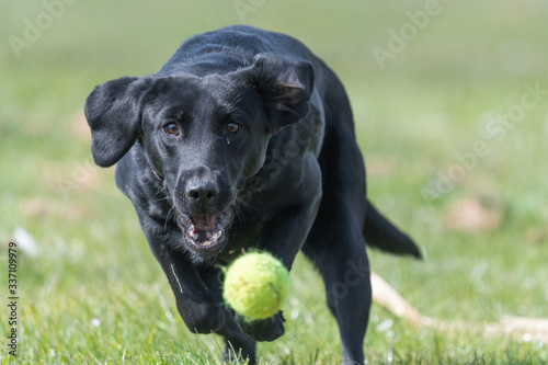 Close up of a black Labrador puppy chasing a tenis ball in mid air