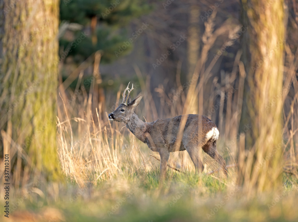 European roe deer, capreolus capreolus, European nature, Czech wildlife European roe deer, capreolus capreolus, European nature, Czech wildlife