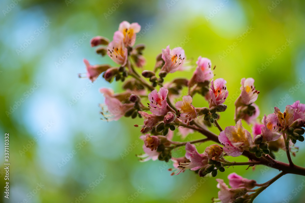 Nice pink chestnut tree flower branch spring nature close up
