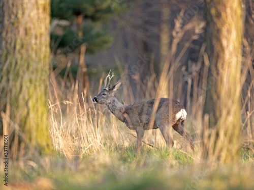 European roe deer, capreolus capreolus, European nature, Czech wildlife © prochym