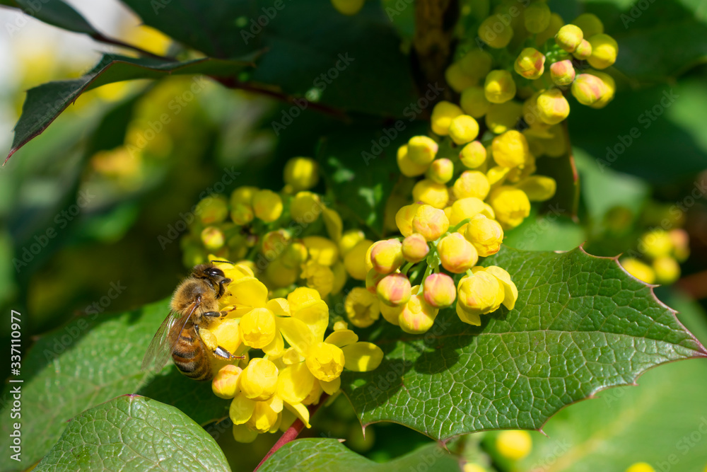 Bee on small yellow flowers (Mahonia aquifolium) Bee on small yellow flowers (Mahonia aquifolium)
